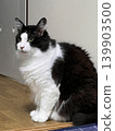 Sitting cat 139903500