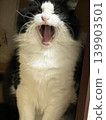 Yawning cat 139903501
