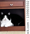 Storage Cat 139903502