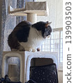 Nyalsok 139903503