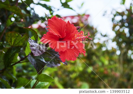 Vibrant red hibiscus flowers blooming on Taketomi Island, Okinawa. Vibrant red hibiscus flowers blooming on Taketomi Island, Okinawa. 139903512