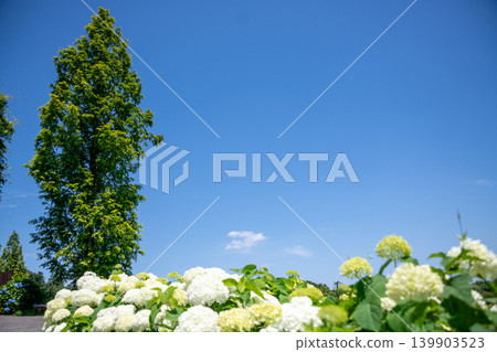 Hydrangeas in full bloom against a blue sky - a scene of the rainy season. Hydrangeas in full bloom against a blue sky - a scene of the rainy season. 139903523