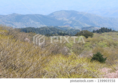 A view from the West Izu Skyline: A broadleaf forest in the season of new sprouts. A view from the West Izu Skyline: A broadleaf forest in the season of new sprouts. 139903558