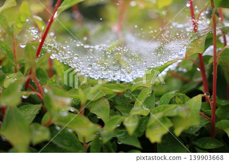 A fine spiderweb covered in water droplets A fine spiderweb covered in water droplets 139903668
