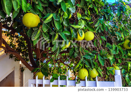 Homegrown pomelo fruits ripening on a citrus tree in a Mediterranean residential garden n Paphos, Cyprus. Homegrown pomelo fruits ripening on a citrus tree in a Mediterranean residential garden n Paphos, Cyprus. 139903733