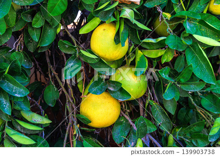Close up of ripe pomelo fruits hanging on a citrus tree among dense glossy green leaves. Close up of ripe pomelo fruits hanging on a citrus tree among dense glossy green leaves. 139903738