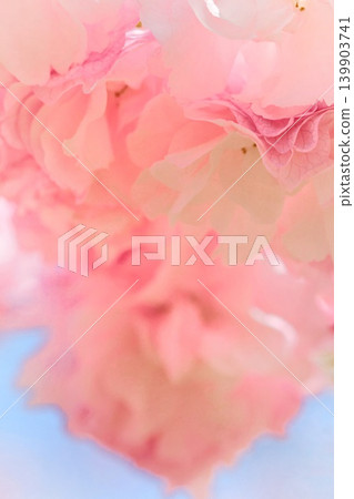 Okumiyako - Pink cherry blossoms, double-flowered with many petals. 139903741