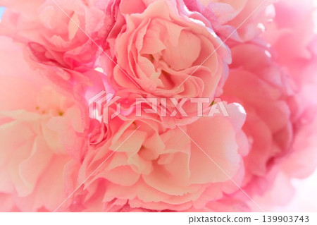 Okumiyako - Pink cherry blossoms, double-flowered with many petals. 139903743