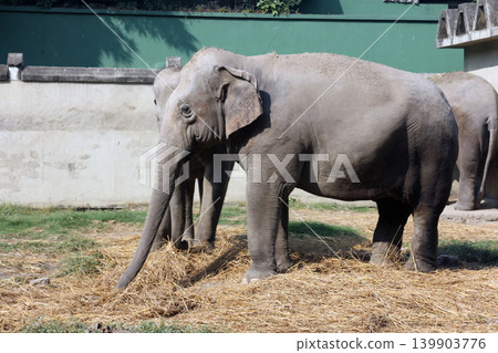 Asian Elephant 139903776