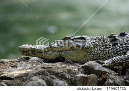 Saltwater crocodile Saltwater crocodile 139903780