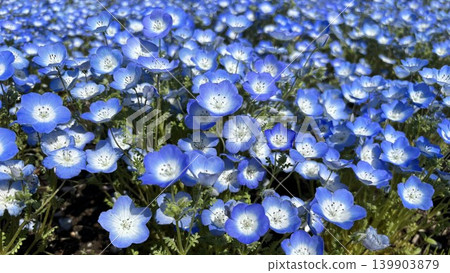 陽光下,粉蝶花競相綻放。 陽光下,粉蝶花競相綻放。 139903879