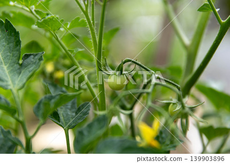 仍藍色迷你番茄 仍藍色迷你番茄 139903896