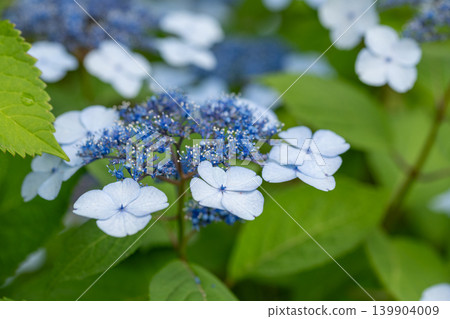 Blue hydrangeas, hydrangeas in full bloom, a scene of the rainy season. Blue hydrangeas, hydrangeas in full bloom, a scene of the rainy season. 139904009