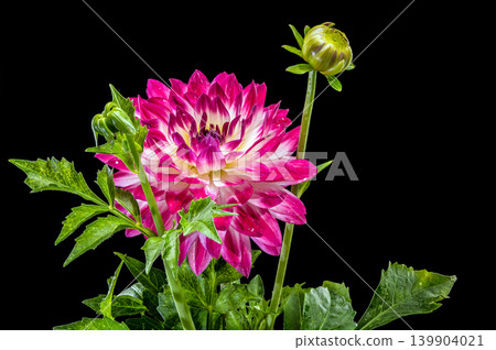 Stunning Red and White Dahlia Flower on Black Background Stunning Red and White Dahlia Flower on Black Background 139904021