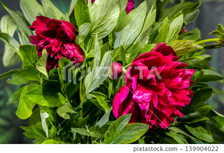 Vibrant Burgundy and Red Peony Bouquet with Leaves and Bud Vibrant Burgundy and Red Peony Bouquet with Leaves and Bud 139904022