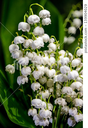 Fresh Lily of the Valley Bouquet With Green Leaves and Dewdrops Fresh Lily of the Valley Bouquet With Green Leaves and Dewdrops 139904029