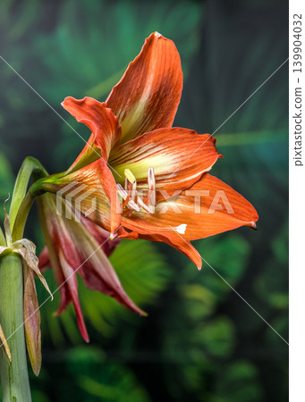Vibrant Orange Hippeastrum Amaryllis Flowers Against Green Tropical Leaves Vibrant Orange Hippeastrum Amaryllis Flowers Against Green Tropical Leaves 139904032