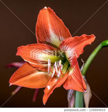 Vibrant Orange Hippeastrum Amaryllis Flower in Bloom Against Brown Background Vibrant Orange Hippeastrum Amaryllis Flower in Bloom Against Brown Background 139904033