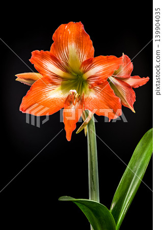 Stunning Orange Hippeastrum Amaryllis Flower Blooming Against a Solid Black Background Stunning Orange Hippeastrum Amaryllis Flower Blooming Against a Solid Black Background 139904035