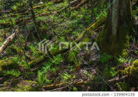 【中房谷】長滿苔蘚和蕨類的森林【穗高,安曇野市】 【中房谷】長滿苔蘚和蕨類的森林【穗高,安曇野市】 139904139