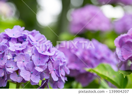 Hydrangeas in full bloom - rainy season scenery Hydrangeas in full bloom - rainy season scenery 139904207