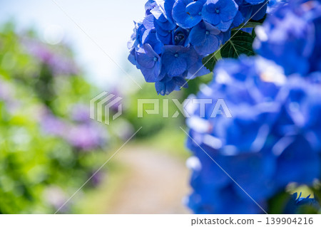 Hydrangeas in full bloom - rainy season scenery Hydrangeas in full bloom - rainy season scenery 139904216