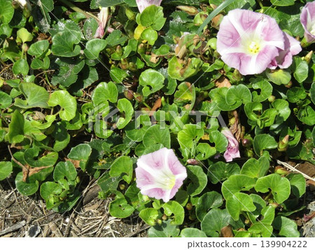 Pink beach morning glory flowers blooming at Kemigawahama Pink beach morning glory flowers blooming at Kemigawahama 139904222