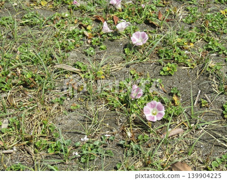 Pink beach morning glory flowers blooming at Kemigawahama Pink beach morning glory flowers blooming at Kemigawahama 139904225