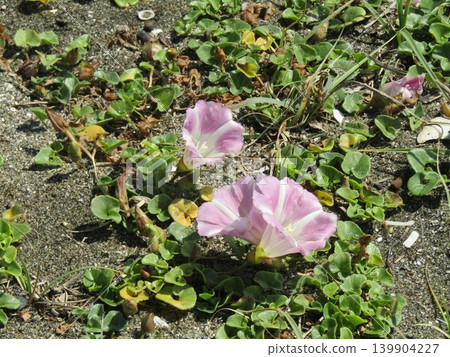 Pink beach morning glory flowers blooming at Kemigawahama Pink beach morning glory flowers blooming at Kemigawahama 139904227