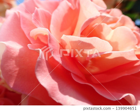 Macro photo of pink roses Macro photo of pink roses 139904651