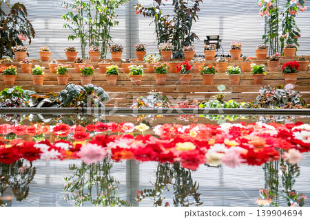 五彩繽紛的秋海棠花倒映在水面上-春秋景色 五彩繽紛的秋海棠花倒映在水面上-春秋景色 139904694