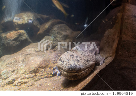 Mie Prefecture, Nabari City, Akame Forty-Eight Waterfalls, Giant Salamander Mie Prefecture, Nabari City, Akame Forty-Eight Waterfalls, Giant Salamander 139904819