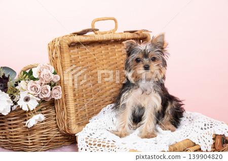 粉紅色袋子和柳條袋裡裝著約克夏梗幼犬 粉紅色袋子和柳條袋裡裝著約克夏梗幼犬 139904820