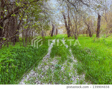 path in the forest path in the forest 139904838