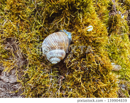 snail on the moss snail on the moss 139904839