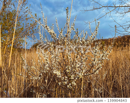 dry reed in the wind dry reed in the wind 139904843