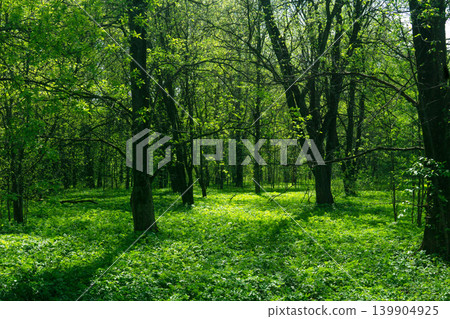 Green forest in springtime. Sunlight in the green forest. Green forest in springtime. Sunlight in the green forest. 139904925