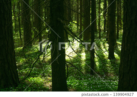 beautiful green forest in the morning, nature series, soft focus beautiful green forest in the morning, nature series, soft focus 139904927