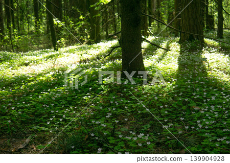 Springtime in the forest with green leaves and white flowers on the ground Springtime in the forest with green leaves and white flowers on the ground 139904928