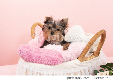 一隻約克夏梗幼犬，裝在粉紅色袋子和床上 139904932
