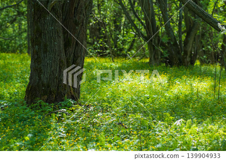 Springtime in the deciduous forest with white flowers and green leaves 139904933