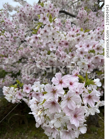 櫻花盛開 139904943
