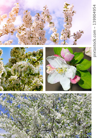 Beautiful spring collage featuring white blooming fruit trees and apple blossoms. Beautiful spring collage featuring white blooming fruit trees and apple blossoms. 139904954