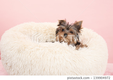 一隻約克夏梗幼犬，裝在粉紅色的袋子裡，躺在蓬鬆的床上。 139904972