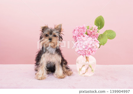 Pink background, pink hydrangeas, and a Yorkshire Terrier puppy Pink background, pink hydrangeas, and a Yorkshire Terrier puppy 139904997