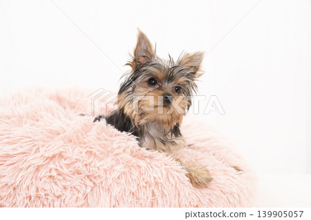 一隻約克夏梗幼犬,白色背景,粉紅色床。 一隻約克夏梗幼犬,白色背景,粉紅色床。 139905057
