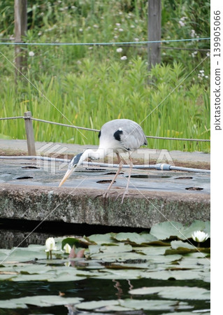 A grey heron gazes at the water lily pond. 139905066
