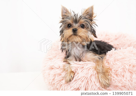 A Yorkshire Terrier puppy in a white background and beige bed. A Yorkshire Terrier puppy in a white background and beige bed. 139905071