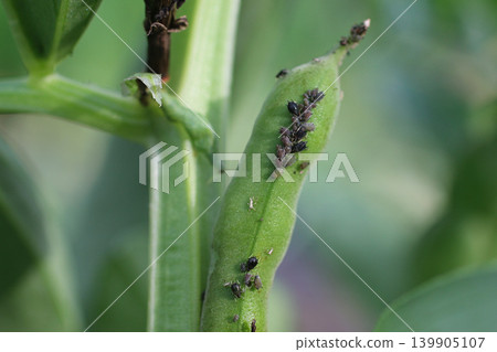 Aphids infesting broad beans Aphids infesting broad beans 139905107
