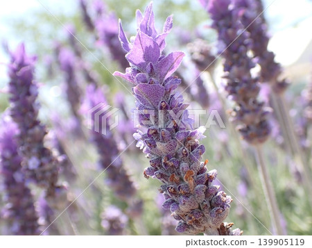 Lavender details Lavender details 139905119